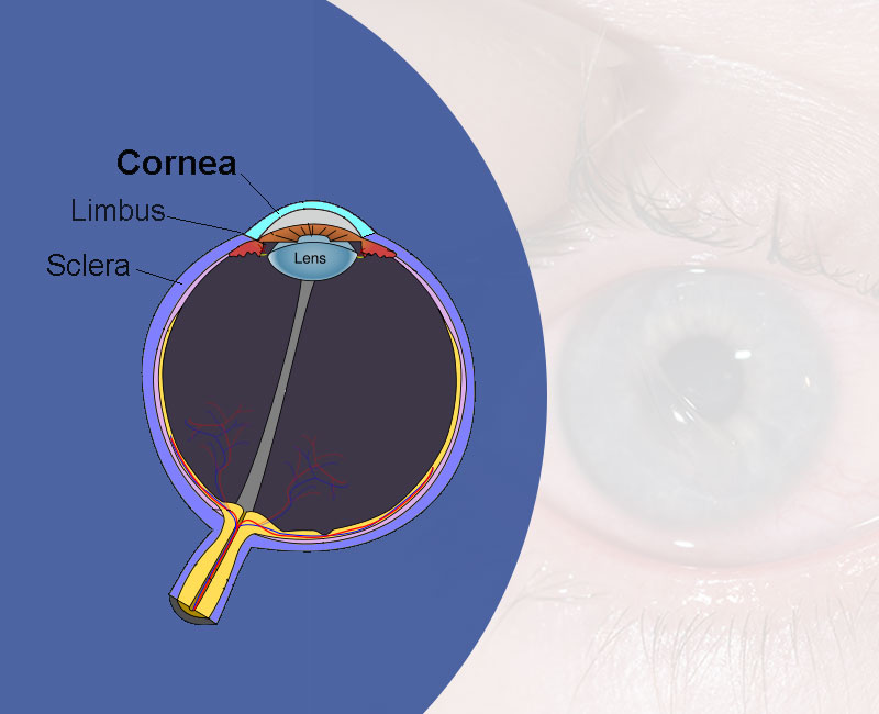 Cornea